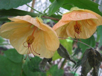 IMG_4876 Abutilon.JPG