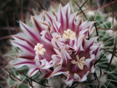 IMG_4867 Echinofossulocactus xiphacanthus .JPG