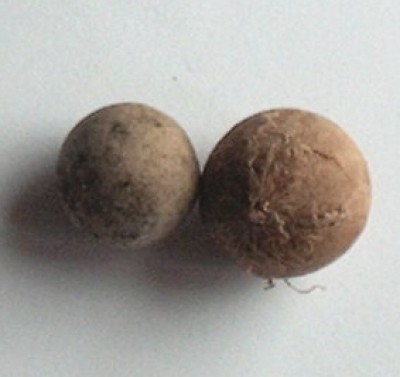 Samenkugeln.jpg