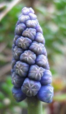 IMG_4885a Traubenhyacinthe.jpg