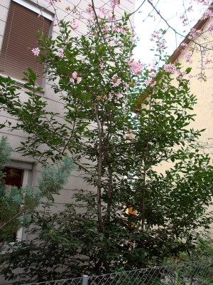 31.03.2008 Laurus nobilis.jpg