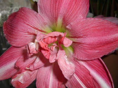 CIMG2608 - Kopie.JPG