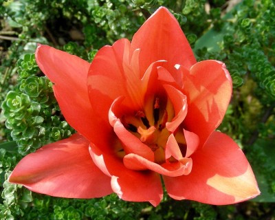rote Tulpe w.jpg