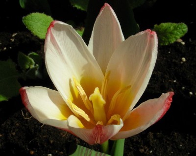 kurze Tulpe w.jpg
