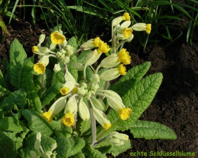 echte Schlüsselblume w.jpg