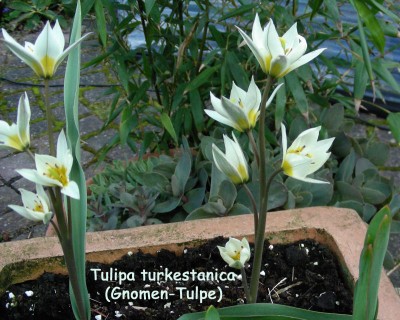 T. turkestanica w.jpg