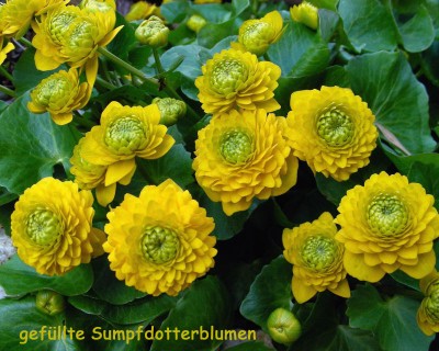 Sumpfdotterblume gef w.jpg