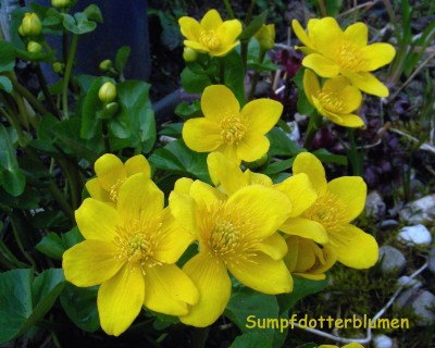 Sumpfdotterblume w.jpg