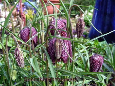 Schachbrettblumen w.jpg