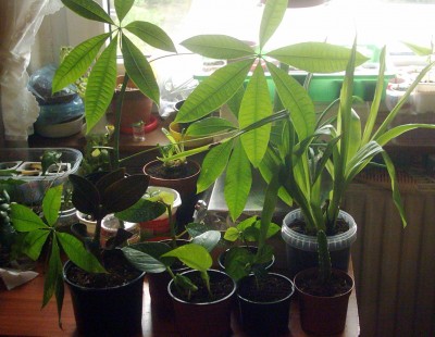 DSCI0013 - Kopie.JPG