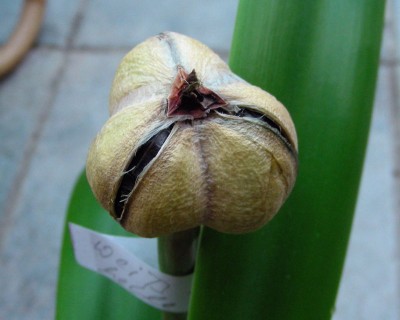 Samenkapsel Amaryllis w.jpg