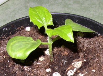 P4110111_01.jpg
