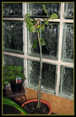 Schmetterlings-Blume - Clerodendron ugandense.JPG