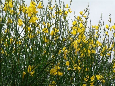 Spanischer Ginster.jpg