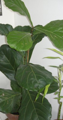 CIMG0970.JPG