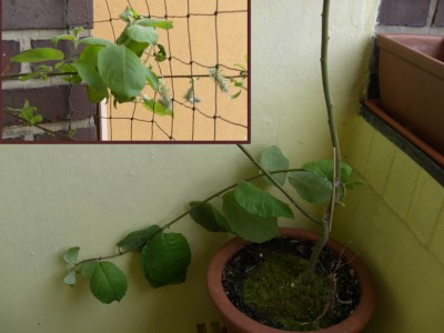 CIMG0971.jpg