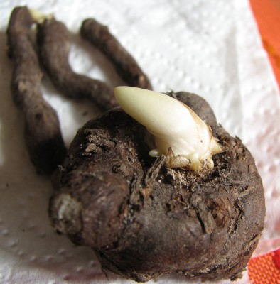 Amorphophallus albus Knolle und Stücke.jpg