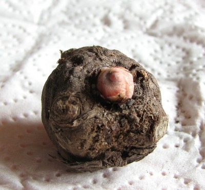Amorphophallus konjac Knolle.jpg