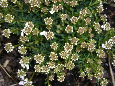 CIMG2708 - Kopie.JPG