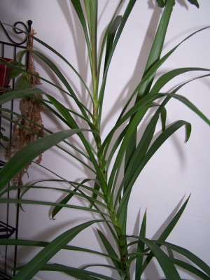100_3594.jpg
