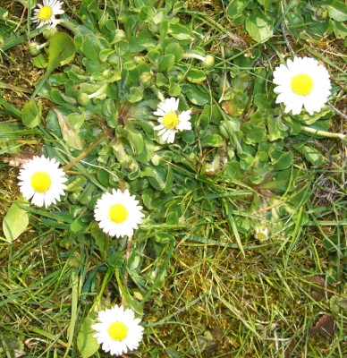 CIMG2713 - Kopie (2).JPG