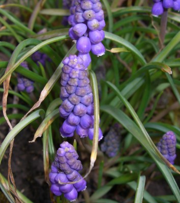 CIMG2711 - Kopie (2).JPG