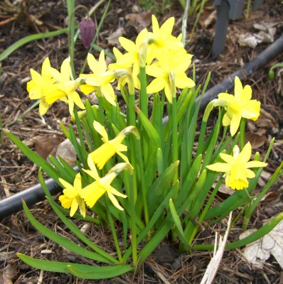 CIMG2705 - Kopie.JPG