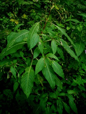 IMAG0025.JPG