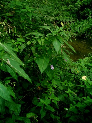 IMAG0024.JPG