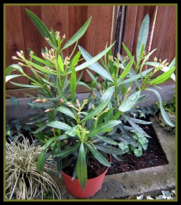 Oleander.JPG