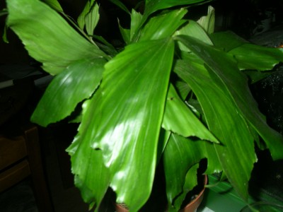 palmenmix 002.JPG