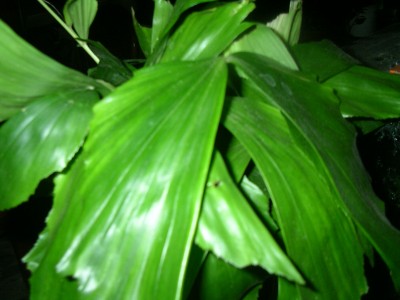 palmenmix 001.JPG
