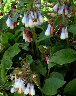 11.04.2008 symphytum.jpg