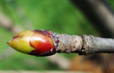 11.04.2008 davidia.jpg