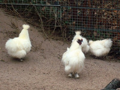 17.01.2008 pudelhuhnfamilie1.jpg