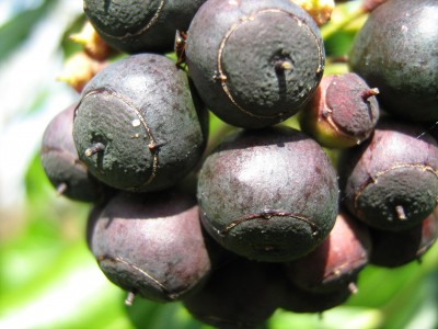 Efeu Frucht.jpg