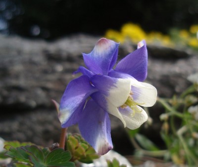 flabellata313.jpg