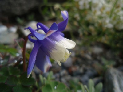 flabellata31.jpg
