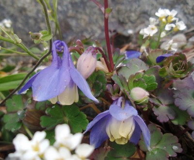 flabellata1.jpg