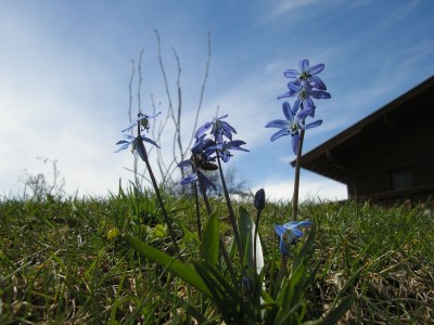scilla1.jpg