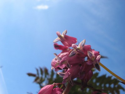 dicentra11.jpg