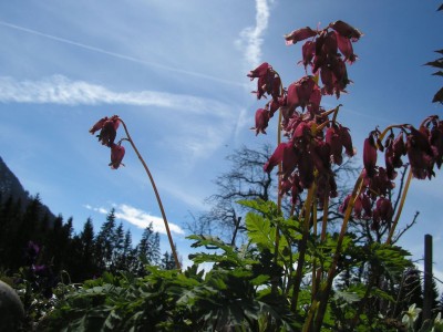 dicentra1.jpg