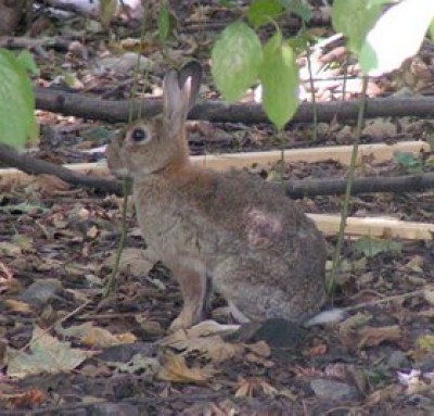 280px-Kaninchen.jpg