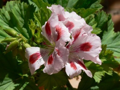 Horsts Pflanzen 249.jpg