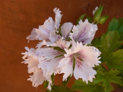 Horsts Pflanzen 245.jpg