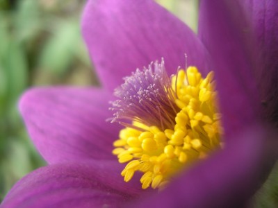 pulatilla staub1.jpg