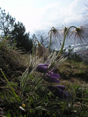 pulatilla samen1.jpg