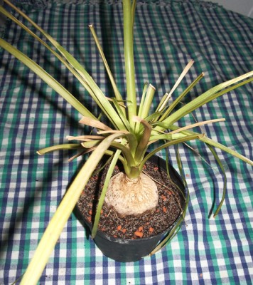 IMGP2812g.jpg