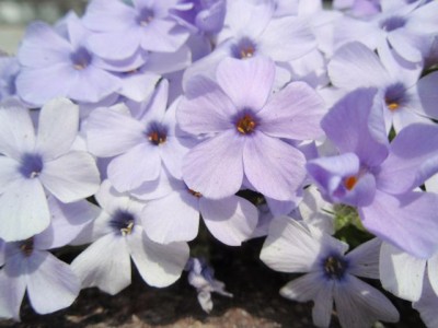 phlox1.jpg