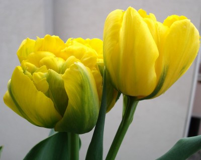 13.04.2008 murillo.jpg